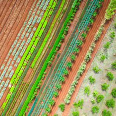 Uma lei para os bioinsumos: o futuro da agricultura brasileira