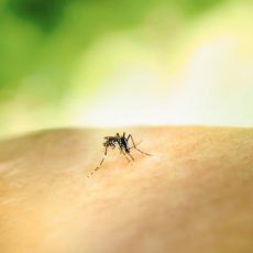 Dengue no Brasil: o que esperar para 2025 e como o Ministério da Saúde se prepara