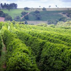 Funrural: um símbolo de insegurança jurídica no Brasil