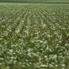 Moratória da soja e a perda de benefícios fiscais