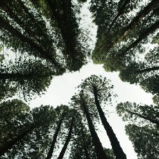 PLP dos incentivos fiscais e a agenda ambiental