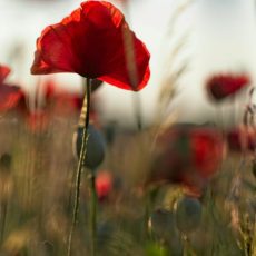 Carf afasta multa por interposição fraudulenta em importação de flores