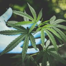 Ministros do STJ mantêm prazo para Anvisa regulamentar cultivo de cannabis medicinal