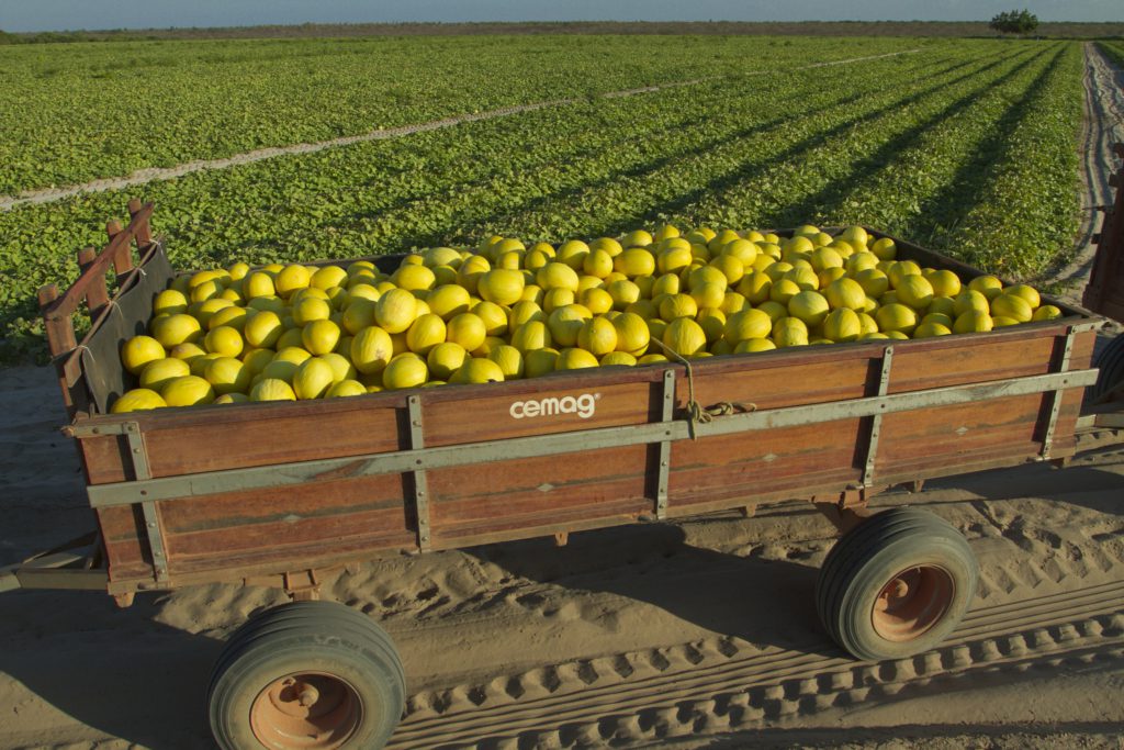 stf suspensão sub-rogação funrural