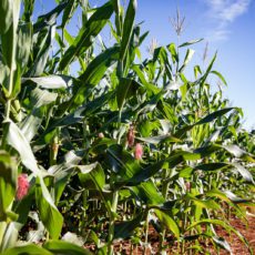 Oportunidades na bioeconomia de Mato Grosso