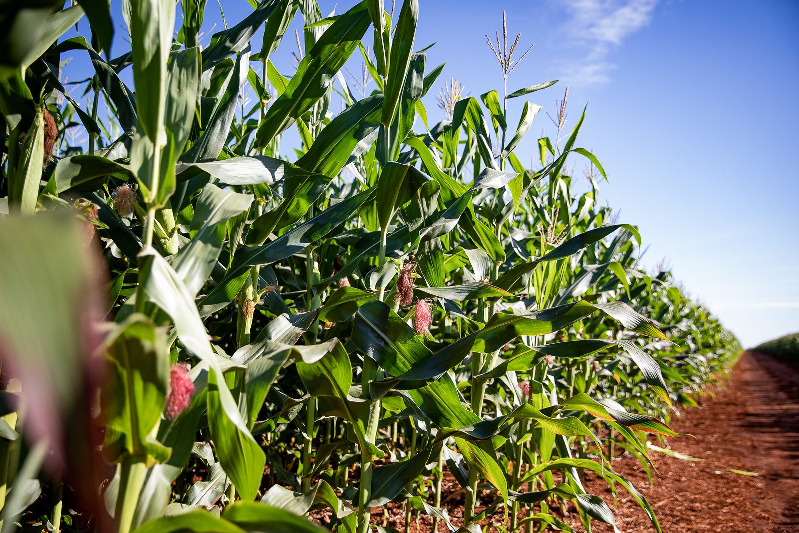 Oportunidades na bioeconomia de Mato Grosso