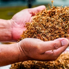 ICMS não incide em operações que antecedem exportação de tabaco sem industrialização, diz STF