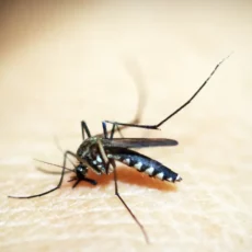 Anvisa aprova primeira vacina do Butantan contra Chikungunya no Brasil