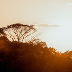 Mercado de carbono: os desafios da regulamentação até a COP30