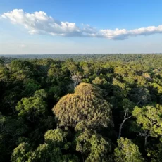 Licenciamento ambiental: Funai e entidades se manifestam contra ‘PL da Devastação’