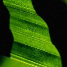 Integração dos sistemas de IA nas práticas ESG