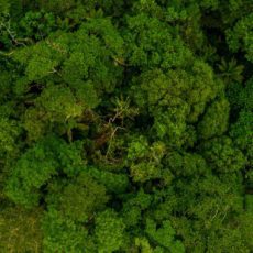 IA e monitoramento ambiental: o pioneirismo brasileiro