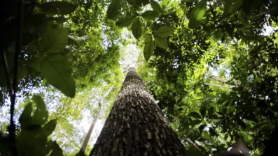 Regulamentação de mercado de carbono emperra com indefinição sobre órgão gestor