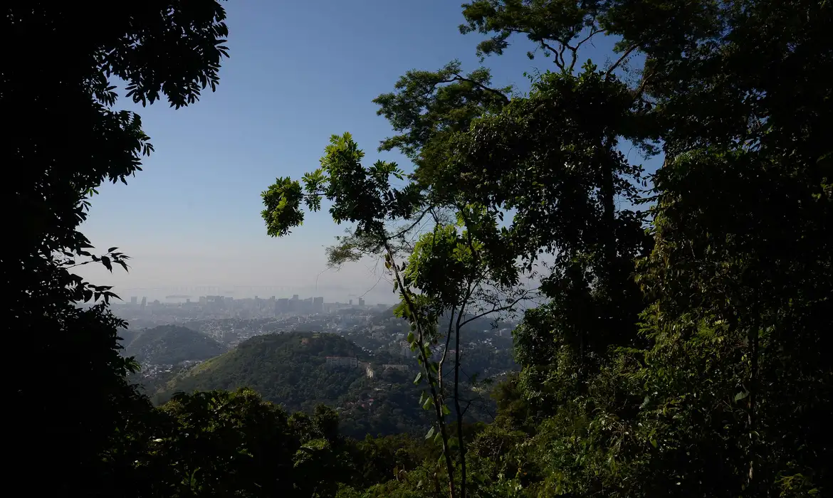 O que o miriti pode ensinar sobre bioeconomia na Amazônia - Foto