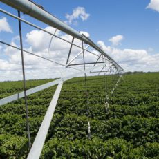 A ilegalidade da Portaria 1.118/24 do Ministério da Agricultura