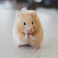 Câmara aprova proibição do uso de animais para o desenvolvimento de cosméticos