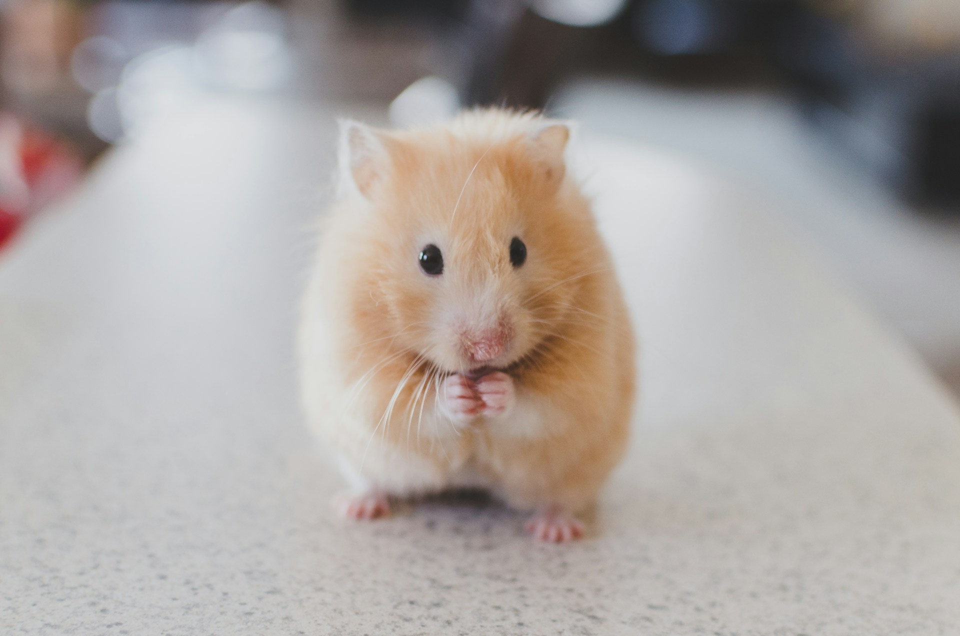 animais para o desenvolvimento de cosméticos
