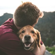 PGR é contra ação que quer obrigar aéreas a transportar cães de apoio emocional na cabine