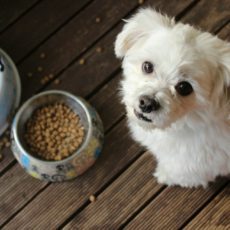 Abinpet aciona STF contra canal de denúncia de maus-tratos a animais obrigatório em embalagens