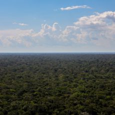 Governo publica decreto que cria Secretaria de Mercado de Carbono na próxima semana