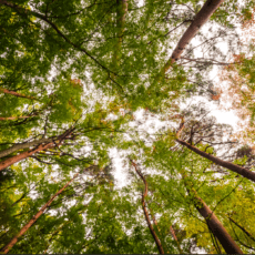Do voluntário ao regulado: Brasil amplia horizonte para créditos de carbono