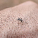 Dengue invisível: queda sazonal nacional ofusca surtos graves no Brasil Central