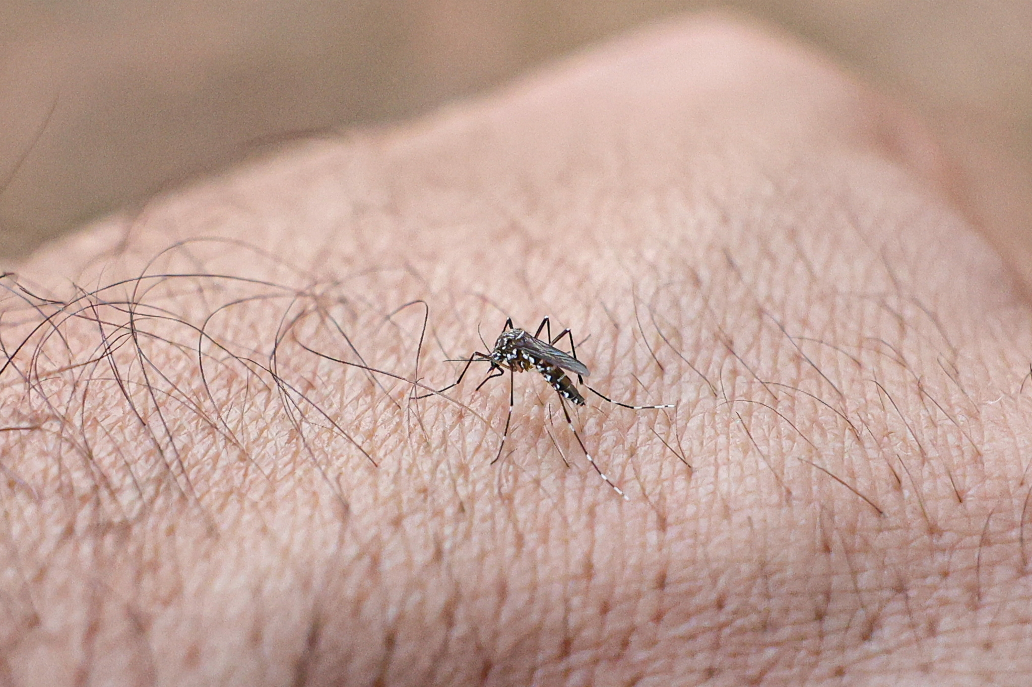 Dengue invisível: queda sazonal nacional ofusca surtos graves no Brasil Central