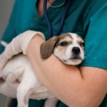 Urgência veterinária e CLT: o impasse de um novo direito de cuidado