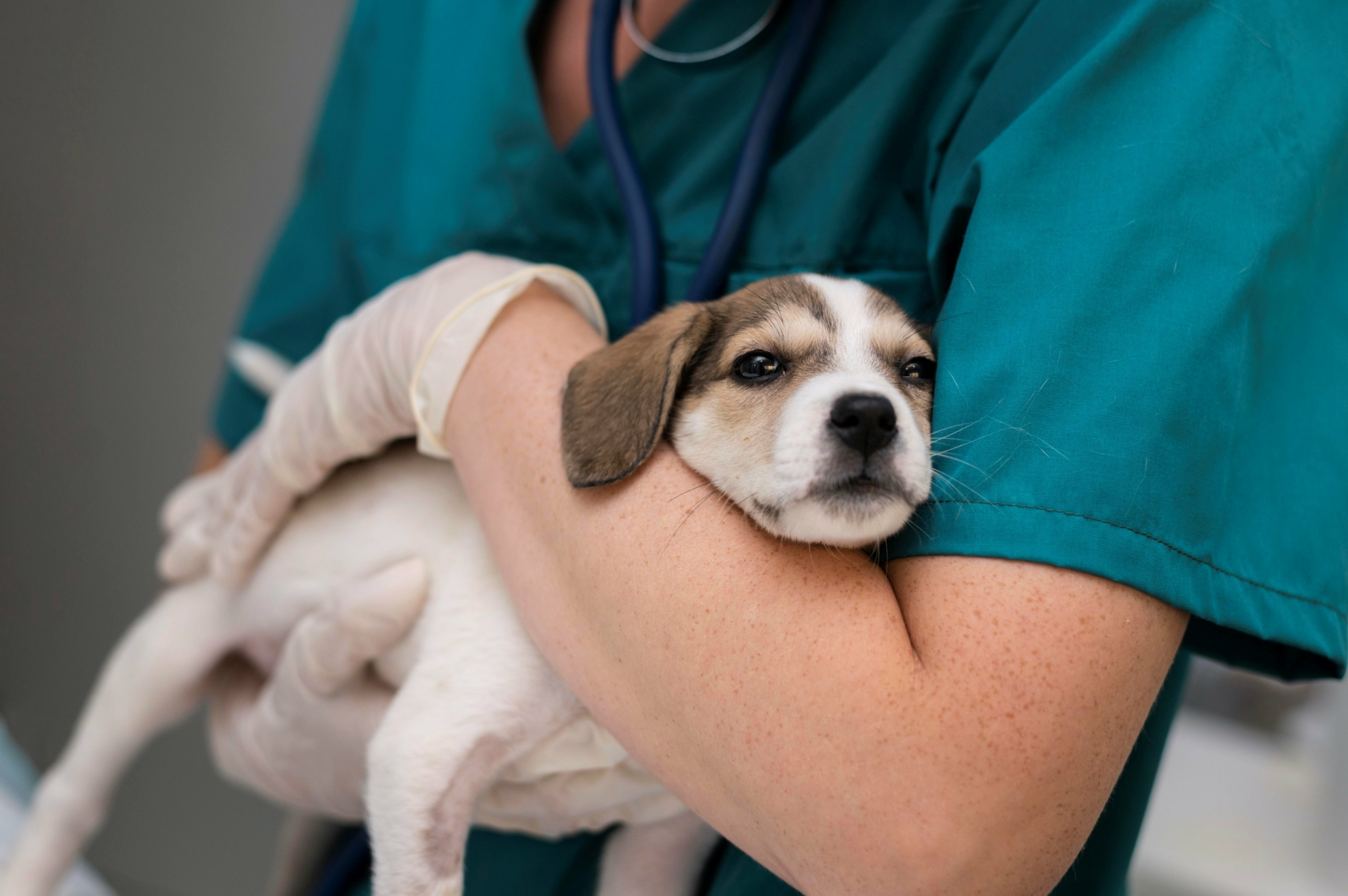 Urgência veterinária e CLT: o impasse de um novo direito de cuidado