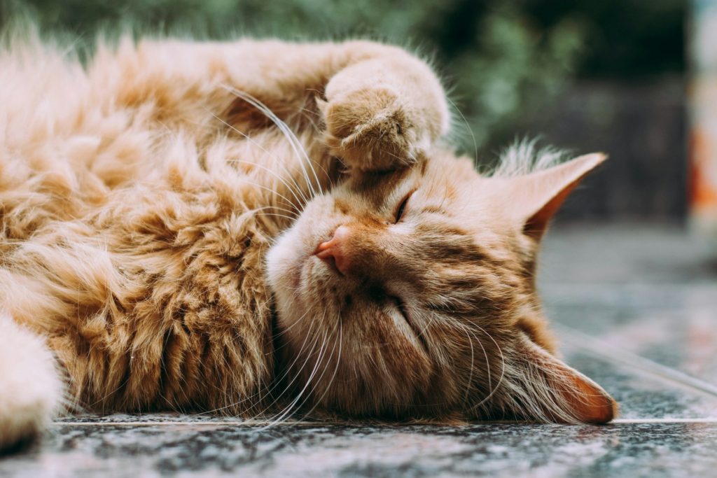 Carf mantém cobrança de IPI em caso de classificação fiscal de areia para gatos
