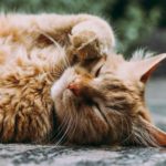 Carf mantém cobrança de IPI em caso de classificação fiscal de areia para gatos